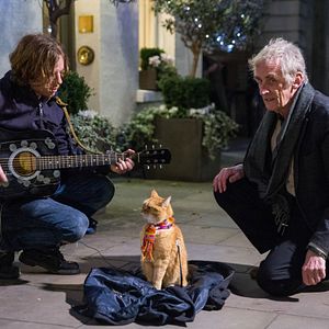 Fotoğraf Sokak Kedisi Bob