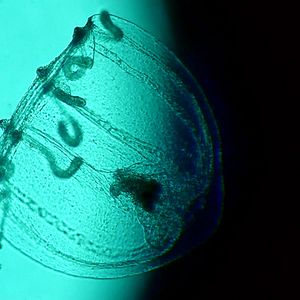 Fotoğraf Spira Mirabilis