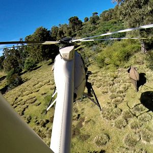 Fotoğraf The Ivory Game