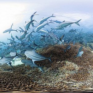 Fotoğraf Mercan Peşinde