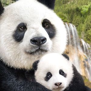 Fotoğraf Born In China