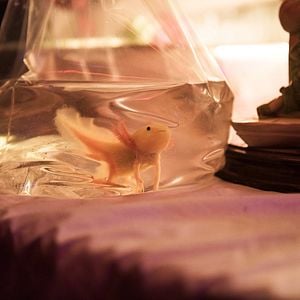 Fotoğraf Axolotl Overkill