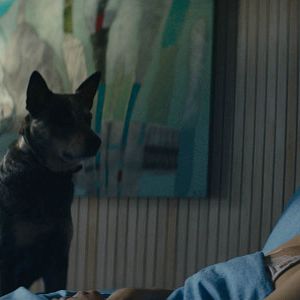 Fotoğraf Los perros