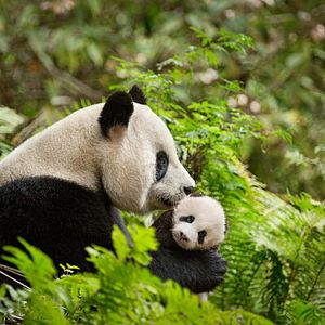 Fotoğraf Born In China