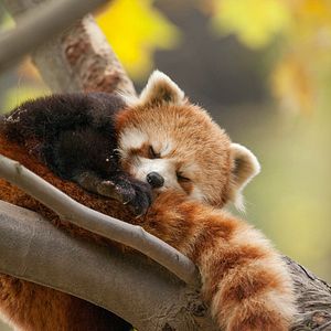 Fotoğraf Born In China