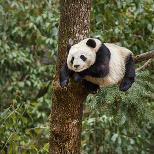 Fotoğraf Born In China