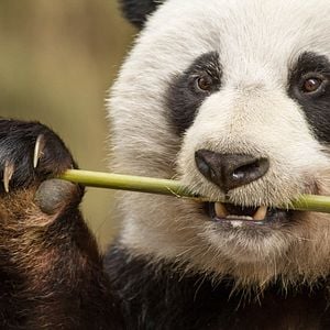 Fotoğraf Born In China