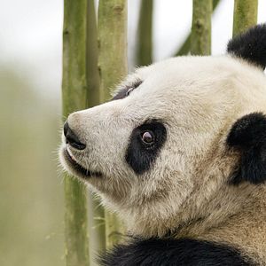 Fotoğraf Born In China