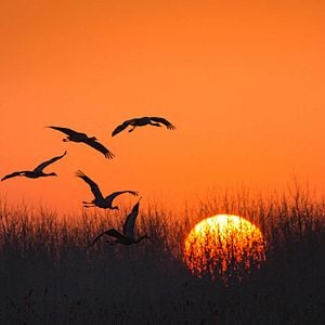 Fotoğraf Born In China