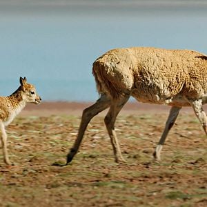 Fotoğraf Born In China