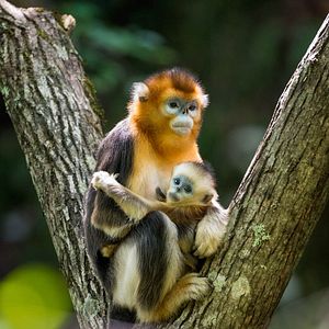 Fotoğraf Born In China