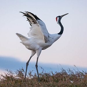 Fotoğraf Born In China