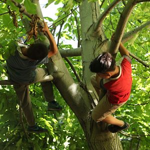 Fotoğraf Kiraz Mevsimi