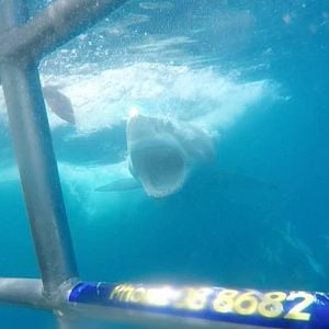 Fotoğraf Açık Deniz: Kafes Dalışı