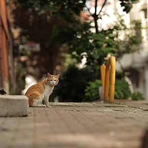 Fotoğraf Kedi