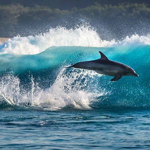 Fotoğraf Dolphin Reef