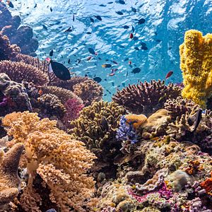 Fotoğraf Dolphin Reef