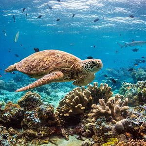 Fotoğraf Dolphin Reef
