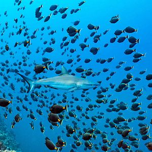 Fotoğraf Dolphin Reef