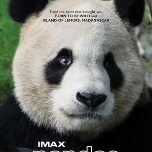 Fotoğraf Pandas