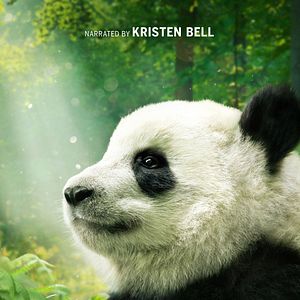 Fotoğraf Pandas