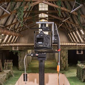 Fotoğraf Köpek Adası