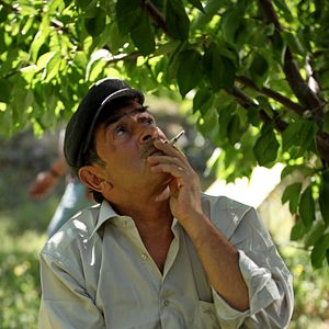 Fotoğraf Kiraz Mevsimi