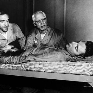 Fotoğraf Alkatraz Kuşçusu