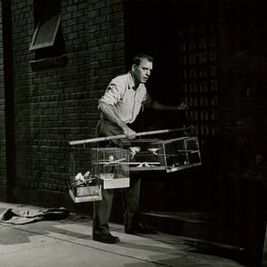 Fotoğraf Alkatraz Kuşçusu