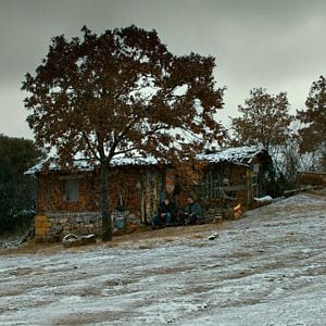 Fotoğraf Ahlat Ağacı