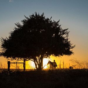 Fotoğraf Lean On Pete