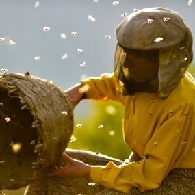 Fotoğraf Bal Ülkesi