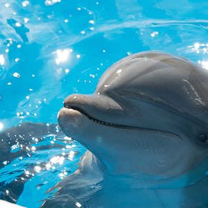 Fotoğraf Bernie The Dolphin