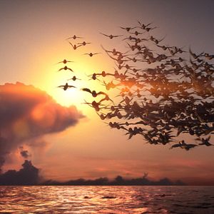 Fotoğraf Hızlı ve Tüylü