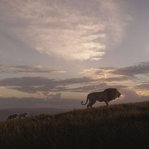 Fotoğraf Aslan Kral