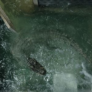 Fotoğraf Ölümcül Sular