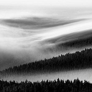 Fotoğraf Boyalı Kuş