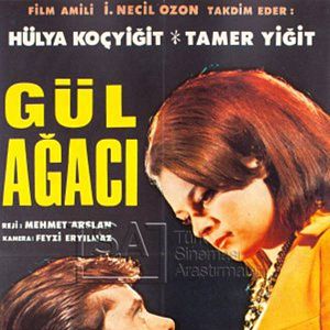 Fotoğraf Gül Ağacı