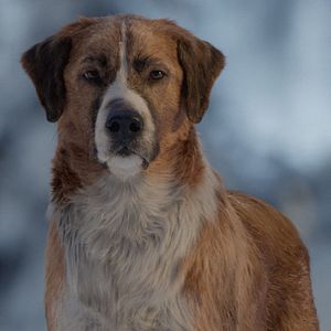 Fotoğraf Vahşetin Çağrısı