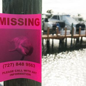 Fotoğraf Bernie The Dolphin