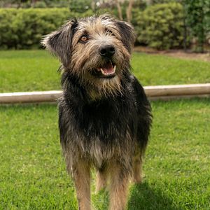 Fotoğraf Lady And The Tramp