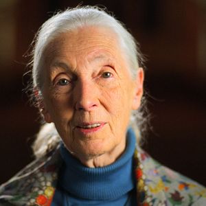 Fotoğraf Jane Goodall