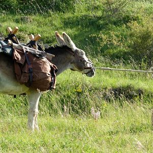 Fotoğraf Laure Calamy