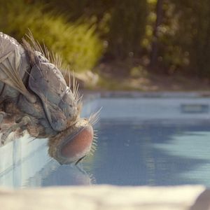 Fotoğraf Mandibules