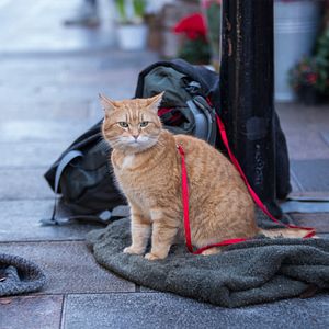 Fotoğraf A Gift From Bob