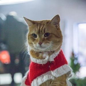 Fotoğraf A Gift From Bob