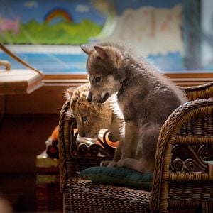 Fotoğraf Le Loup et le Lion