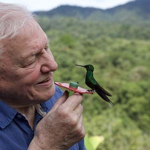 Fotoğraf David Attenborough ile Yaşamın Renkleri