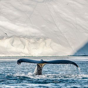 Fotoğraf Gezegenimizin Kritik Eşikleri