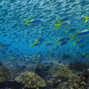Fotoğraf Gezegenimizin Kritik Eşikleri